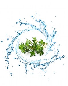 Ανθόνερο Κίστος (Λαδανιά) 